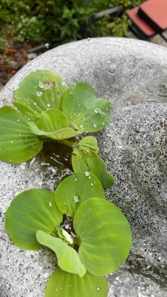 đài phun nước có lọc cơ học và lọc sinh học