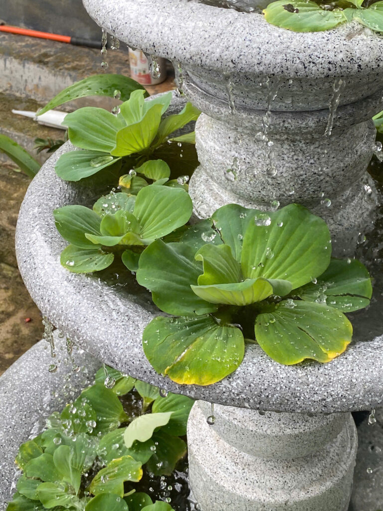 thác nước cho hồ koi nên cao bao nhiêu là vừa?