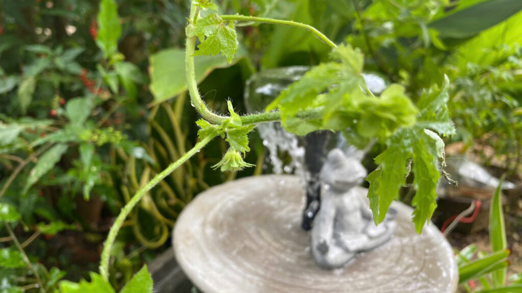 thác nước tiểu cảnh ban công chung cư nhỏ gọn